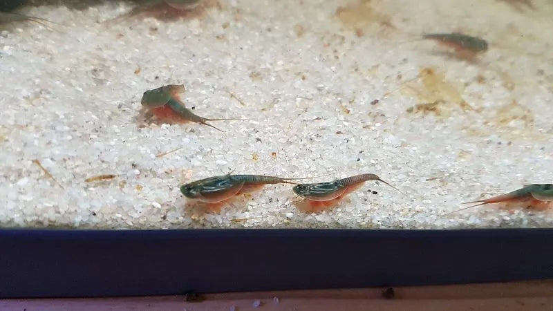 Aquarium Regelheizer