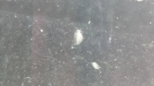 Daphnien Wasserflöhe Zuchtansatz