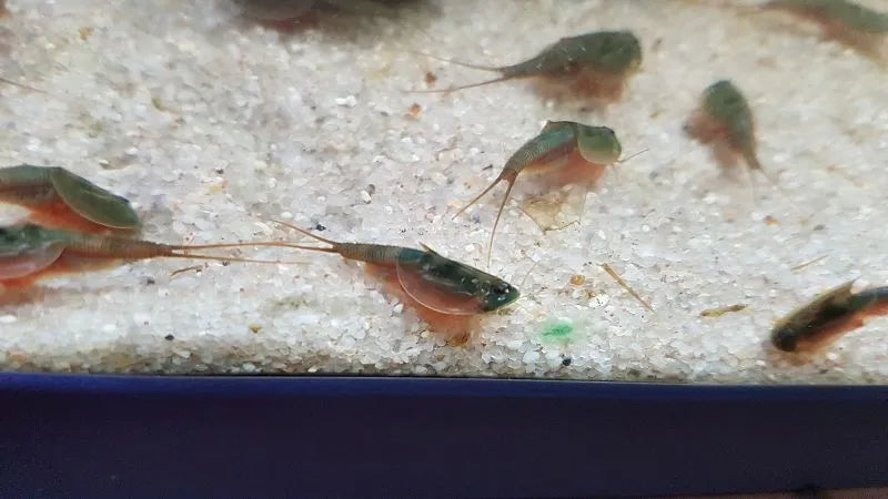 Triops Australiensis Australiensis Grün