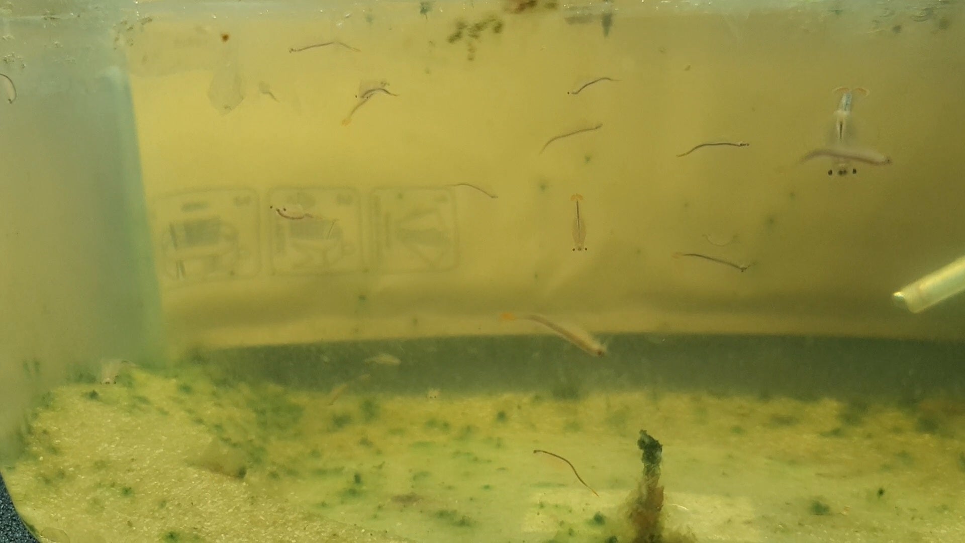 Biberschwanz Feenkrebse / Beavertail Fairy Shrimp mit ca. 50 bis 100 Eier.