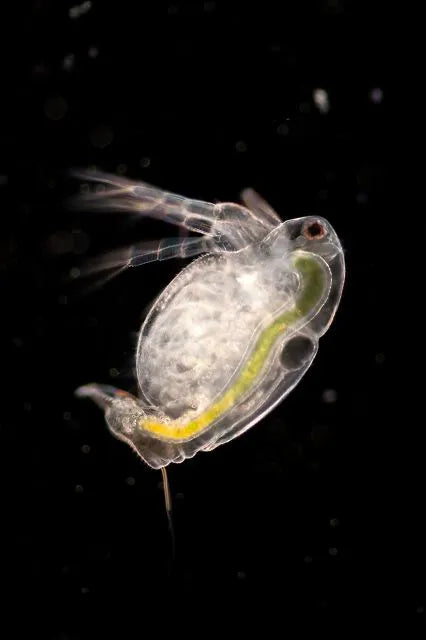 Moina macrocopa kleiner Kugelwasserfloh