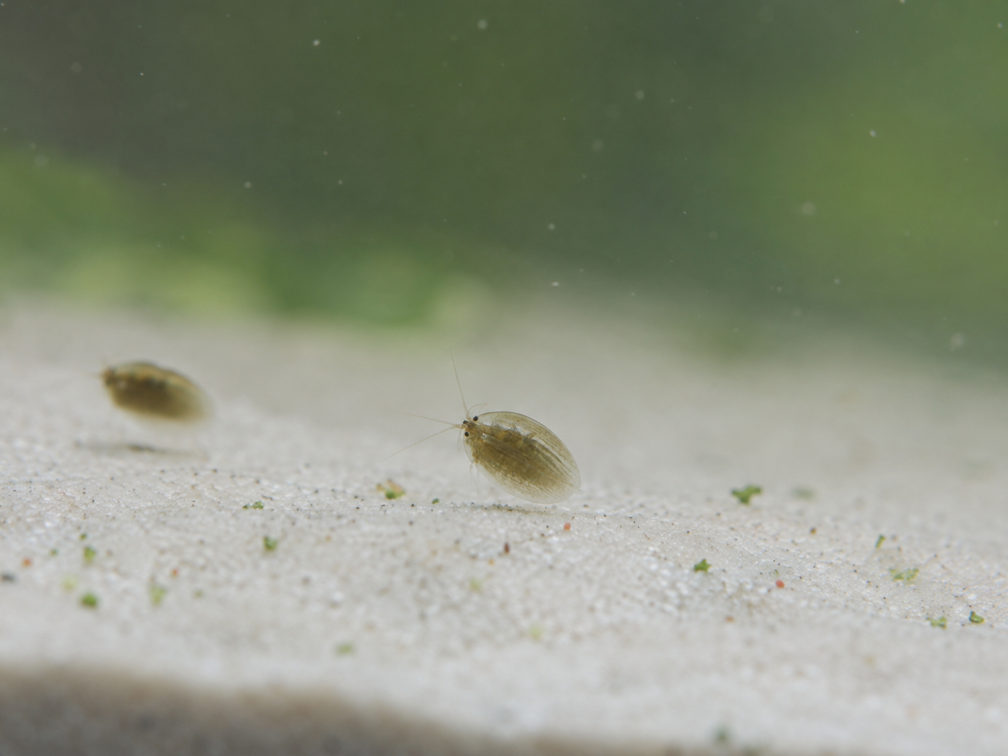 Muschelschaler Clam Shrimp  ( Lynceus brachyurus )