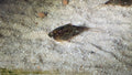 Triops Cancriformis Simplex