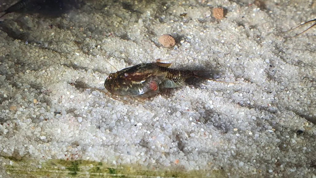 Triops Cancriformis Simplex