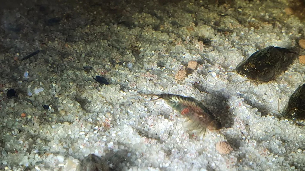 Triops Cancriformis Simplex