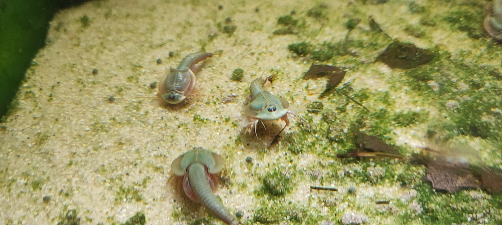 Triops Mongolei