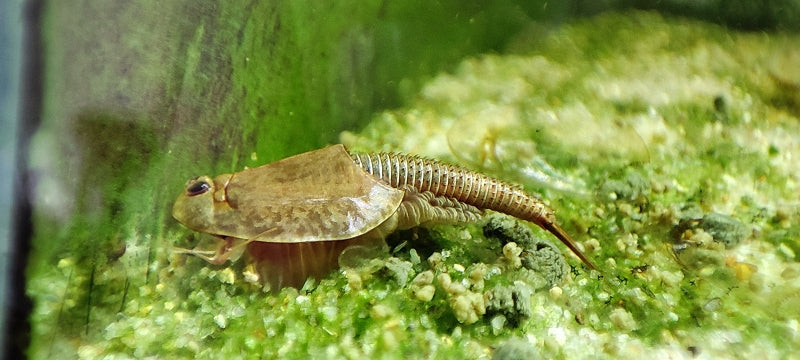Triops Longicaudatus Multicolor 2