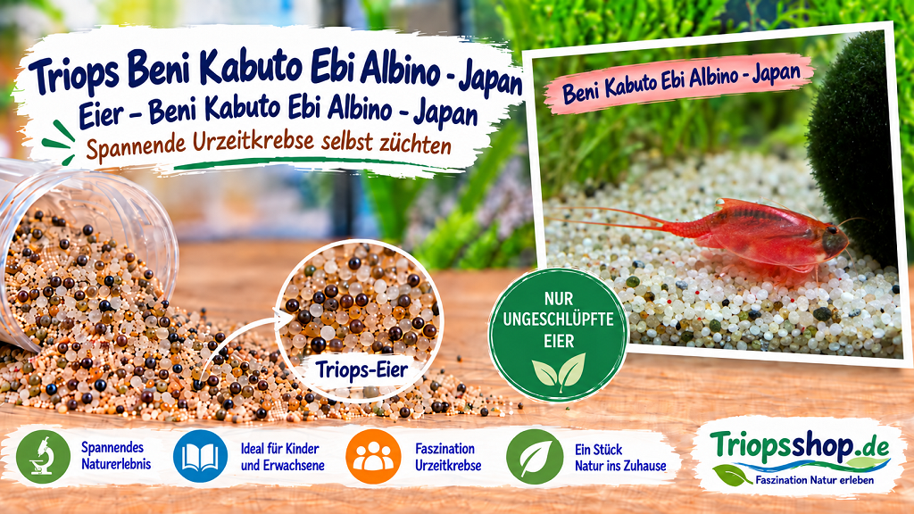 Triops Beni Kabuto Ebi Albino