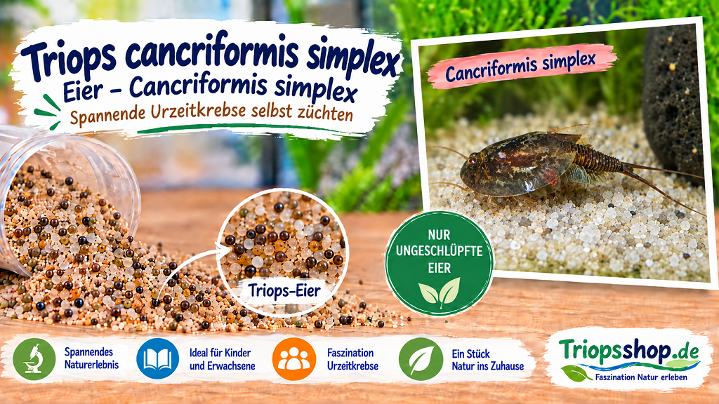 Triops cancriformis simplex
