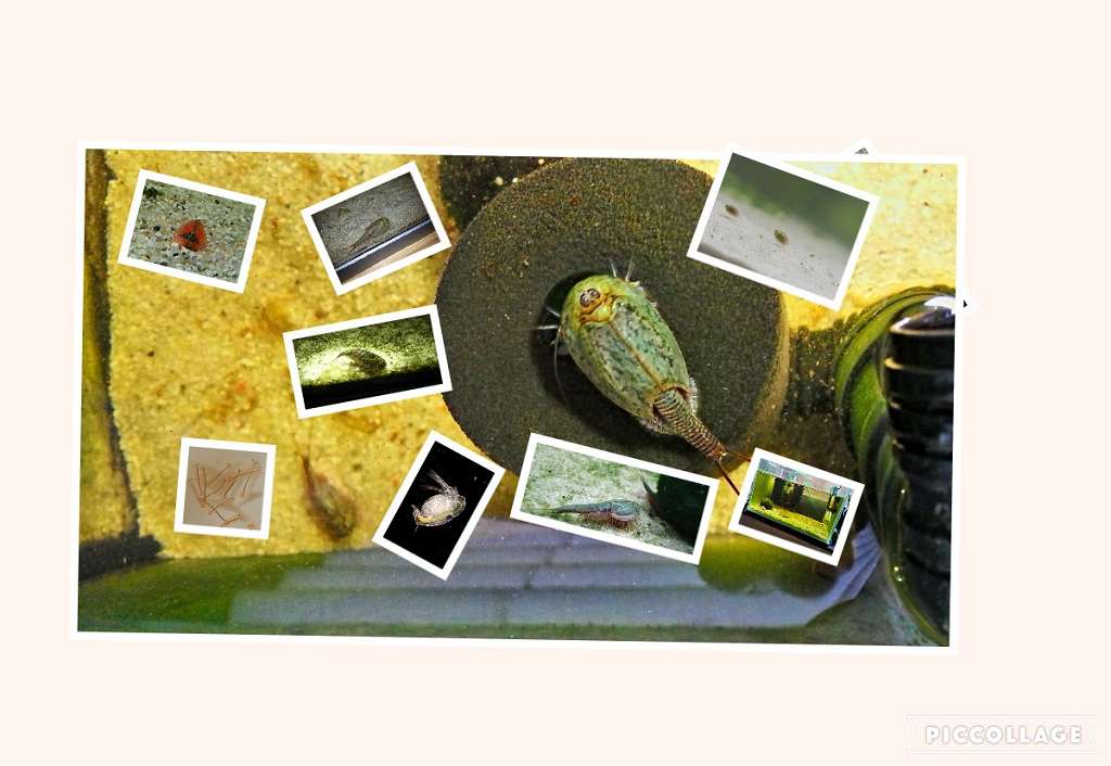 Mix von Triops, Feenkrebse & Muschelschaler
