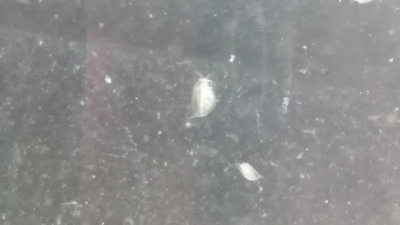 daphnien