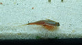 Triops Longicaudatus Gonochoric
