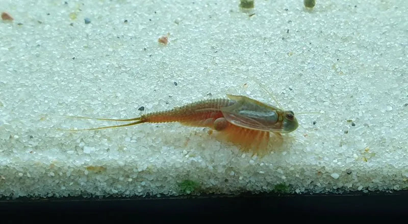 Triops Longicaudatus Gonochoric