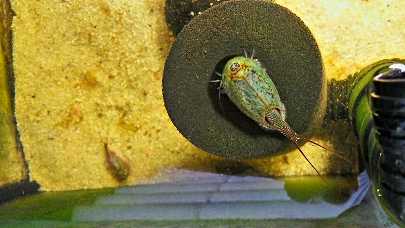 Triops Eier