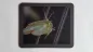 Preview: Mousepad Triops Longicaudatus Preview: Mousepad Triops Longicaudatus