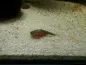 Preview: Triops Granarius Preview: Triops Granarius