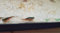 Preview: Triops Australiensis Australiensis Grün