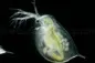 Preview: Daphnien Wasserflöhe Preview: Daphnien Wasserflöhe
