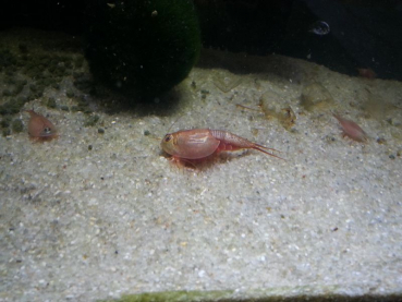 Triops Longicaudatus Rot