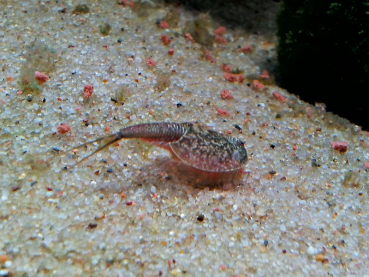 Triops Newberryi