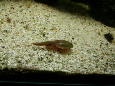 Triops Granarius