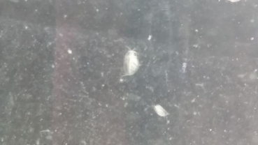 Daphnien Wasserflöhe Zuchtansatz