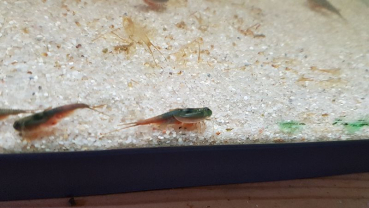 Triops Australiensis Australiensis Grün