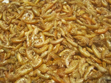 Bachflohkrebse  Gammarus