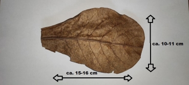 Seemandelbaumblatt