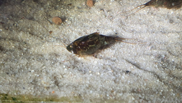 Triops Cancriformis Simplex 1