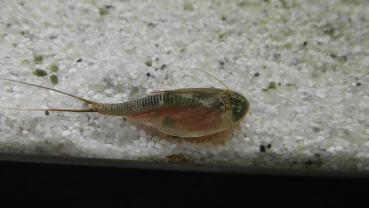 Triops Newberryi