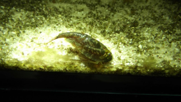 Triops Cancriformis