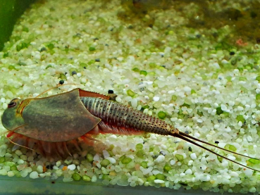 Longicaudatus Black Beauty