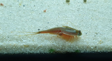 Triops Longicaudatus Gonochoric