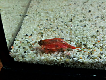 Beni-kabuto ebi albino