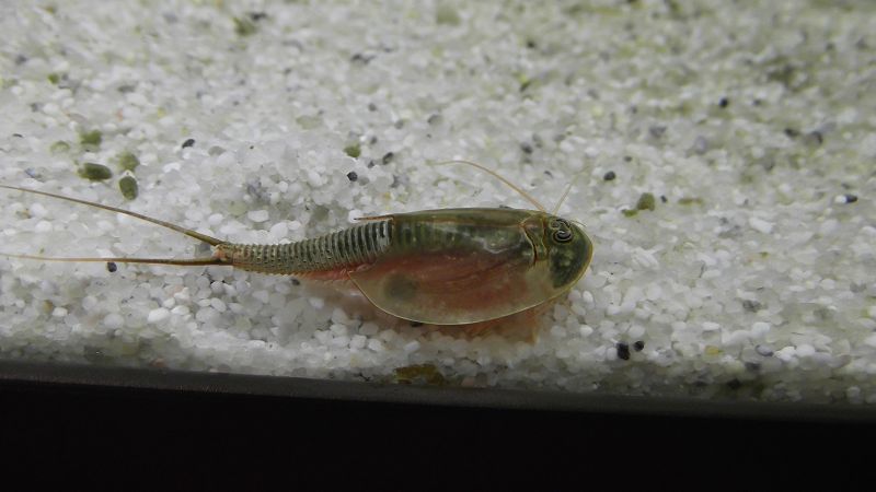 Triops Newberryi Lot de 150 œufs : : Animalerie