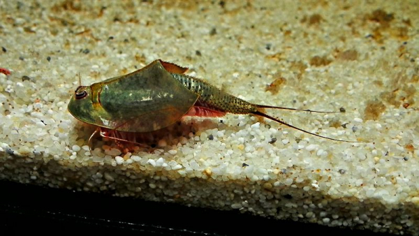 Longicaudatus Black Beauty