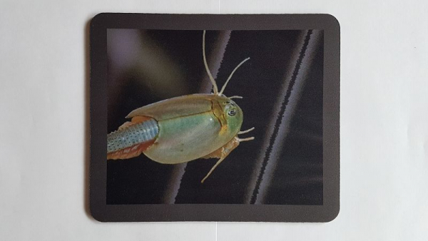 Mousepad Triops Longicaudatus