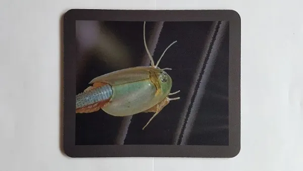 Mousepad Triops Longicaudatus Mousepad Triops Longicaudatus