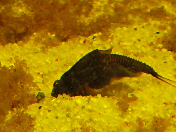 Triops Cancriformis