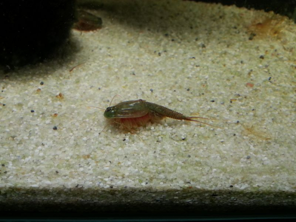 Triops Granarius