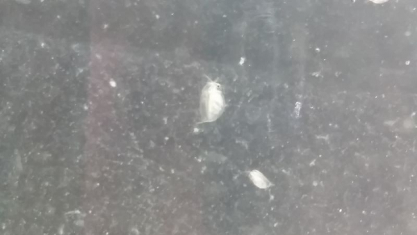 Daphnien Wasserflöhe Zuchtansatz