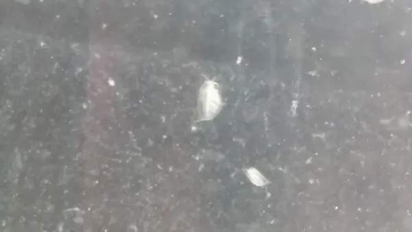 Daphnien Wasserflöhe Zuchtansatz Daphnien Wasserflöhe Zuchtansatz