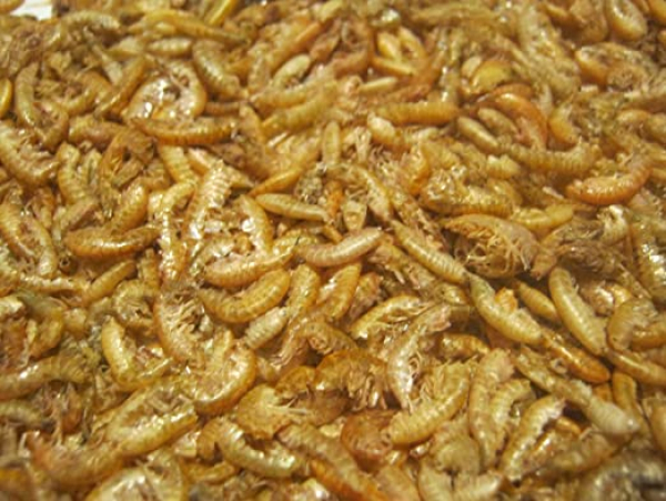 Bachflohkrebse  Gammarus
