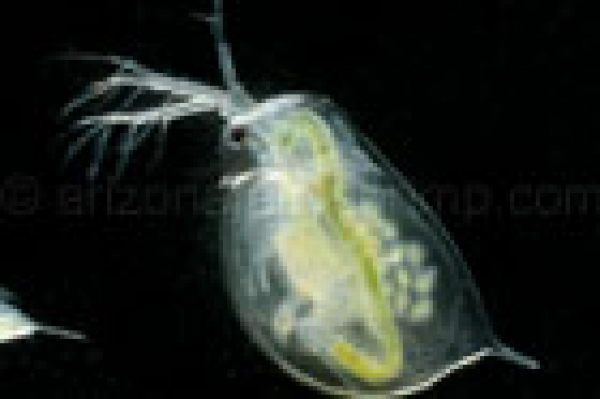 Daphnien Wasserflöhe