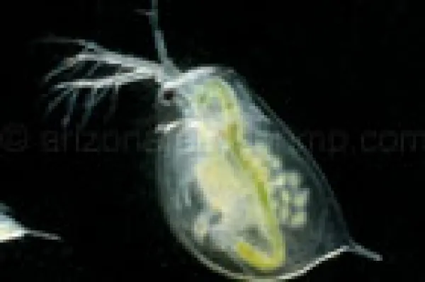 Daphnien Wasserflöhe Daphnien Wasserflöhe