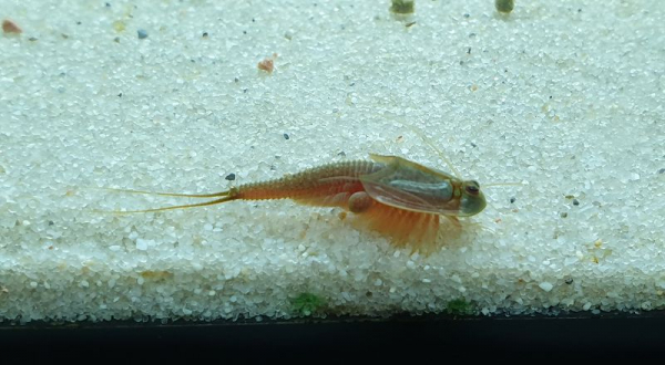 Triops Longicaudatus Gonochoric