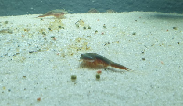 Triops Longicaudatus Gonochoric