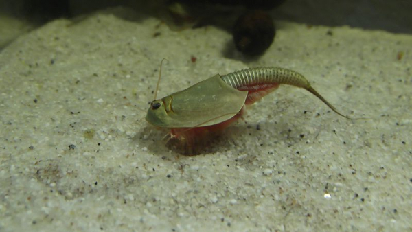 Triops Longicaudatus