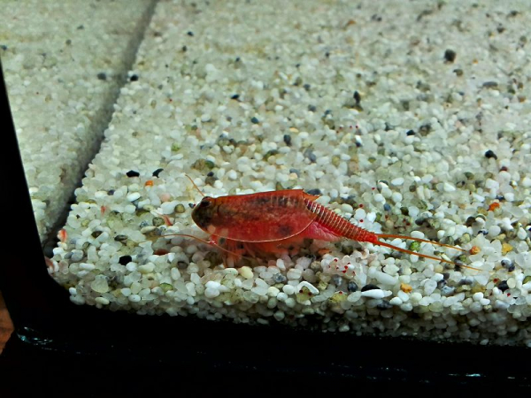 Beni-kabuto ebi albino